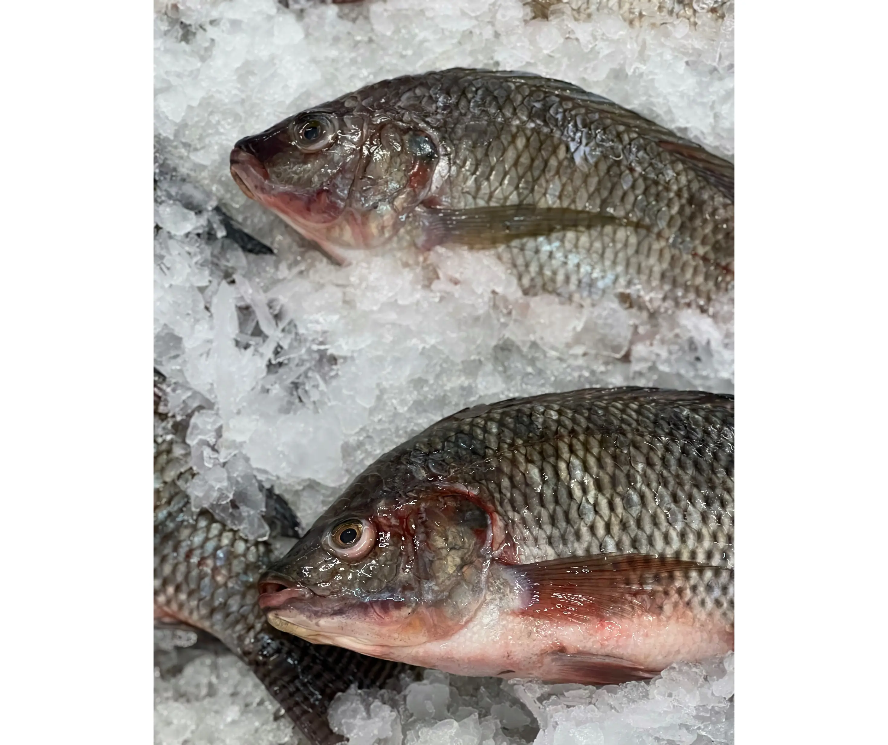 Seafood & Agro Products